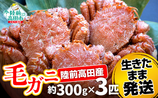 【毛ガニ 約300g×3匹】 陸前高田産 毛ガニ 生きたまま発送！ 【 かに カニ 魚介類 旬 鮮度抜群 産地直送 三陸産 】 RT2659-300g