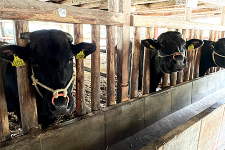 【2024年4月下旬発送開始】キメが細かく味の濃い京村牧場のモモすき焼き用500g【配送不可地域：離島】【1234530】