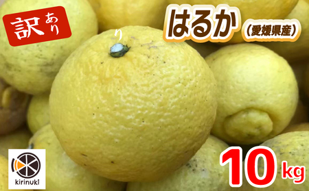 【2月上旬から発送予定】はるか 10キロ（ 訳あり ）| はるか みかん 訳あり 柑橘 みかん 訳あり 柑橘 みかん 訳あり 柑橘 10kg 愛媛県 松山市【KR008】