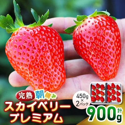 完熟朝摘みスカイベリー　プレミアム　450g×2パック/計900g【配送不可地域：離島】【1481146】