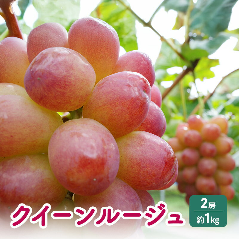 【ふるさと納税】クイーンルージュⓇ 2房 約1kg ぶどう 葡萄 フルーツ 果物 長野市　お届け：2025年9月上旬～10月上旬
