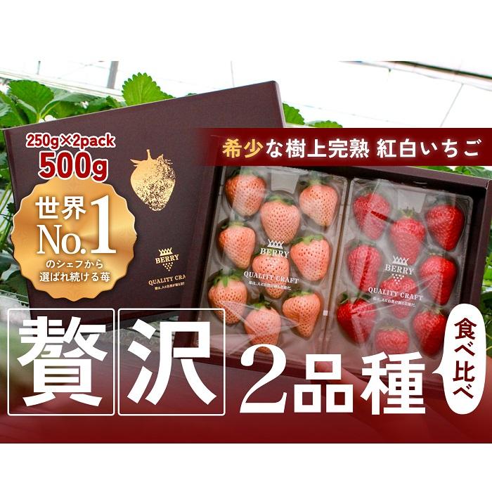 【ふるさと納税】【完熟クラフト苺BERRY】有名シェフ御用達【紅白いちご】樹上完熟紅ほっぺ・淡雪 約500g（出荷2025年12月上旬～2026年5月下旬） | 食品 加工食品 人気 おすすめ 送料無料