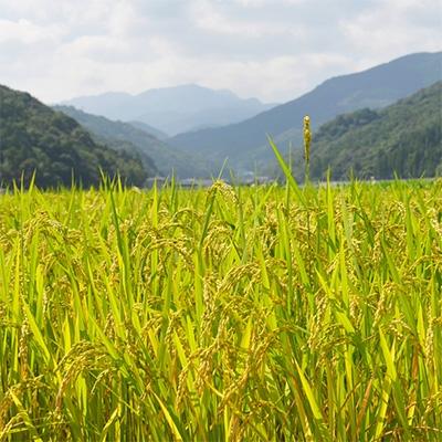 ふるさと納税 鹿島市 【令和5年産】お米マイスター厳選!夢しずく　佐賀県鹿島産　白米　30kg |  | 01