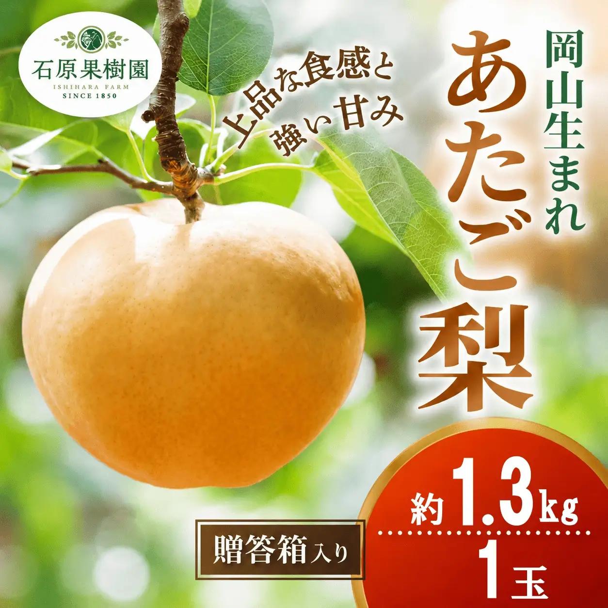 梨 あたご梨 1玉 贈答箱 約1.3kg 岡山県産 愛宕梨【ishk004-01】