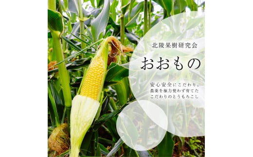 朝採り 農家直送 とうもろこし 5kg「おおもの」（10 - 13本） 山形産 【2025年8月上旬頃から9月下旬頃発送予定】　012-B-HK011 5kg