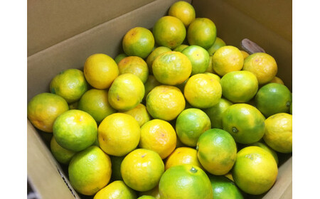 紀州和歌山有田産ゆら早生みかん 5kg　※2025年10月中旬頃～2025年10月末頃に順次発送（お届け日指定不可）【uot721】