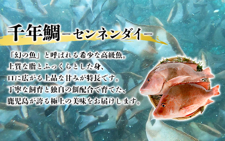 C3-7702／センネンダイ 丸ごと 1尾（内臓処理なし・約1kg）