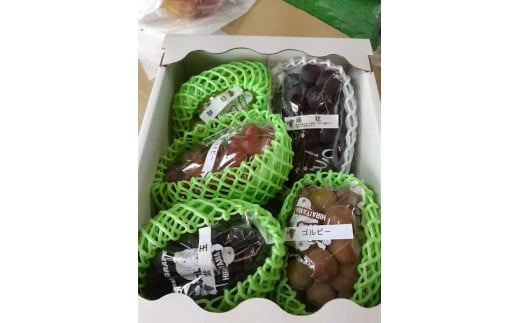 【2026年産】兵庫県認証食品！旬のぶどうの詰合せ3kg