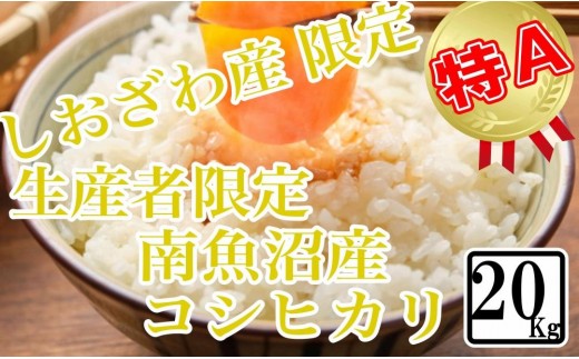 
                  【令和8年産　新米予約】【精米20kg】しおざわ産限定 生産者限定 南魚沼産コシヒカリ【銘柄米 ブランド米 精米 こしひかり コシヒカリ 魚沼産 新潟米 産地直送 お米 米 こめ コメ ご飯 御飯 ごはん】【2026年10月上旬から1ヶ月以内に順次発送予定】
                