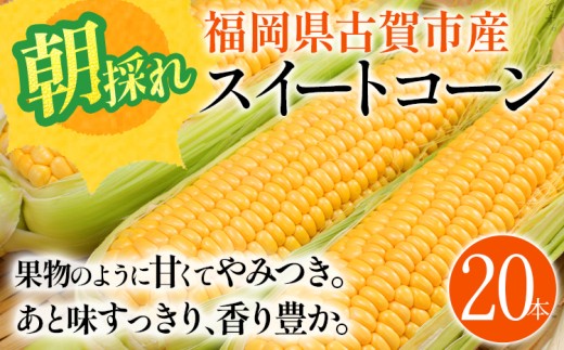 スイートコーン 期間限定 福岡県古賀市産スイートコーン 20本 とうもろこし 朝採り 甘い あまい フルーツ並 生 野菜 旬 九州産 福岡県産 ジューシー トウモロコシ 高糖度 農家直送【6月中下旬～7月上中旬に順次出荷予定】