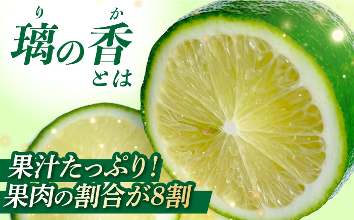 【長崎県長与町産】璃の香 （ りのか ） 約3kg レモン