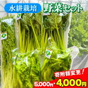 【ふるさと納税】野菜 詰め合わせ 寄附額変更 土を使わない 水耕栽培 5袋 ( レタス チンゲン菜 小松菜 山東菜 水菜 わさび菜 ）3～ 5種類 詰合せ 各 250g おまかせ セット スムージー やさい 野菜セット 中華 料理 サラダ 葉物野菜 栄養 岩手県 金ケ崎町 年内発送 年内配送