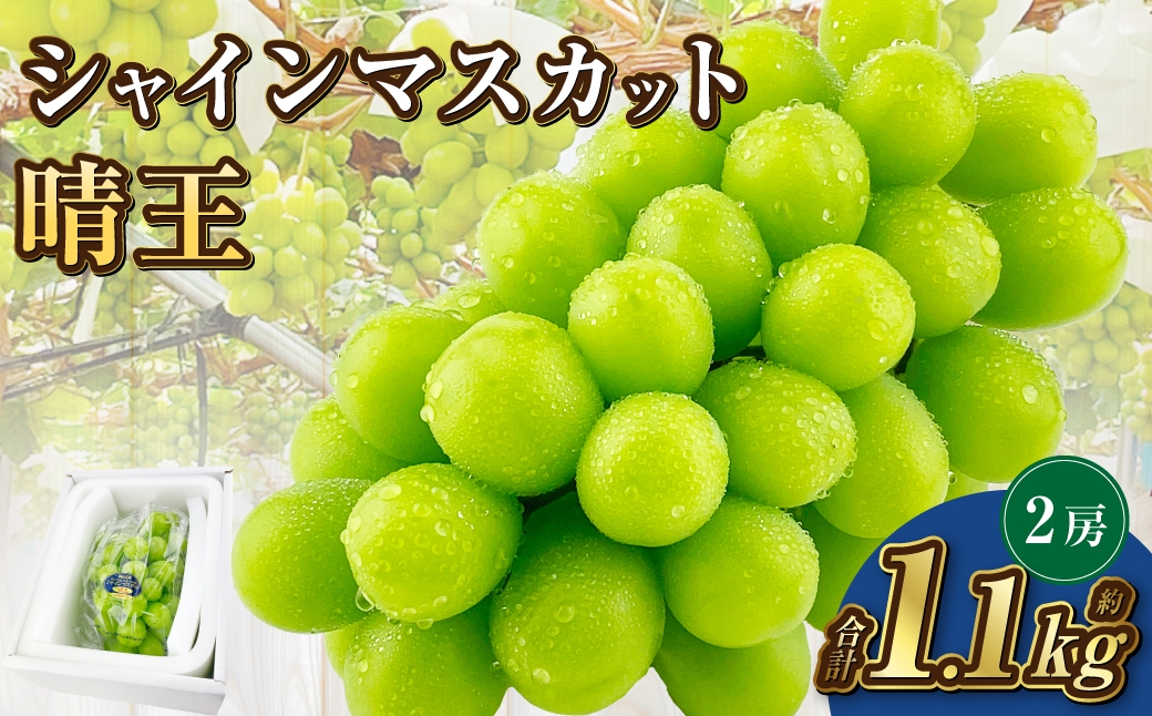 
            岡山県産 シャインマスカット 晴王 2房 約1.1kg【2025年9月上旬-10月下旬 発送予定】｜種無し 旬の美味しさ 皮ごと食べる フレッシュ 先行予約 ハレノフルーツ
          