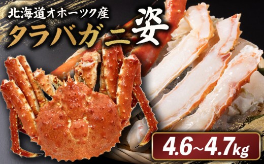 
                  北海道オホーツク産 冷タラバガニ姿　4.6～4.7kg | オンライン申請 ふるさと納税 北海道 雄武 北海道産タラバガニ タラバ カニ かに 蟹 冷凍 海産 海産物 ギフト 贈り物 お取り寄せ ワンストップ マイページ 雄武町【1241301】
                