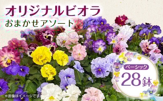 オリジナルビオラおまかせアソート〈ベーシック 28鉢〉_花 植物 ビオラ 鉢 おまかせ アソート 3号ポット 28鉢 お花 フラワー 苗 花の苗 園芸 花壇 庭 ガーデニング 愛知県 豊川市 送料無料【1485148】