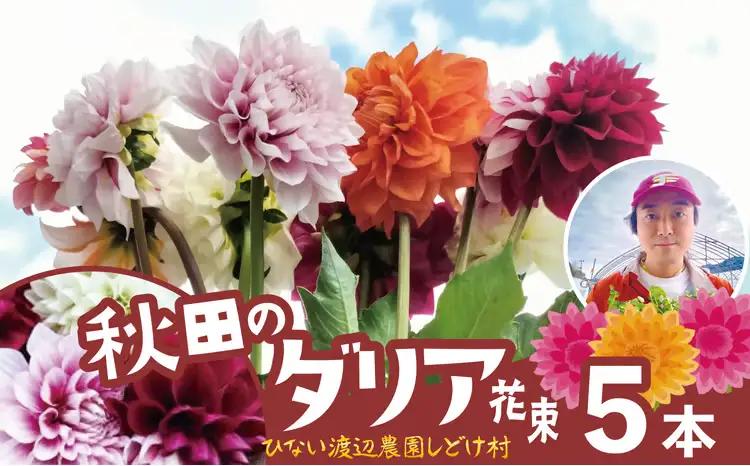 新鮮！綺麗！秋田のダリア〈5本〉　45P7805【ひない渡辺農園しどけ村】