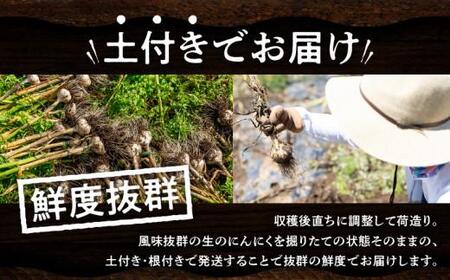 土付きにんにく 約5kg【2026-5月上旬～2026-6月中旬配送】