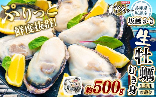 坂越かき むき身 約500g×1パック【2026年1月上旬～2026年3月下旬頃発送予定】／ 牡蠣 かき カキ オイスター サムライオイスター 生牡蠣 魚介 貝 海産物 生食 パック 兵庫県 赤穂市