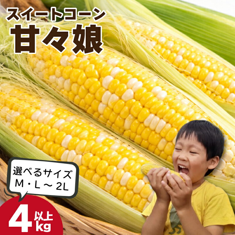 【ふるさと納税】 とうもろこし 甘々娘 4kg以上 14本～18本 選べるサイズ L～2L M 《 2026年6月発送 》 スイートコーン かんかん娘 冷蔵 コーン 野菜 やさい 新鮮 サラダ かんかんむすめ カンカン娘 BBQ 焼き肉 アウトドア キャンプ 特産品 産地直送 徳島県 吉野川市