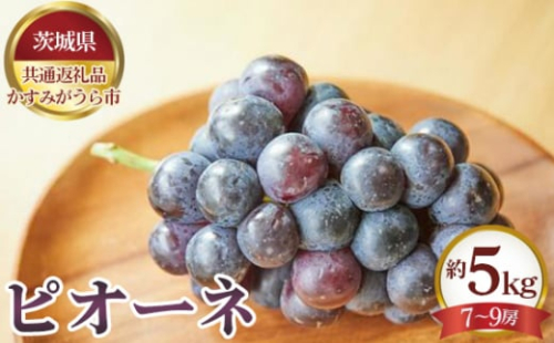 No.656 【先行予約】ピオーネ　約5kg（7～9房）【茨城県共通返礼品 かすみがうら市】 ／ 果物 葡萄 ぶどう 茨城県