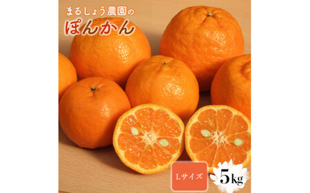 【先行予約】Lサイズ ぽんかん 5・　MS2 [MS-02] 【まるしょう農園】