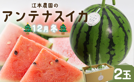 【期間限定】江本農園の12月冬アンテナスイカ2玉  - すいか 贈り物フルーツ 果物大好き 食後 デザート おやつ em-0036