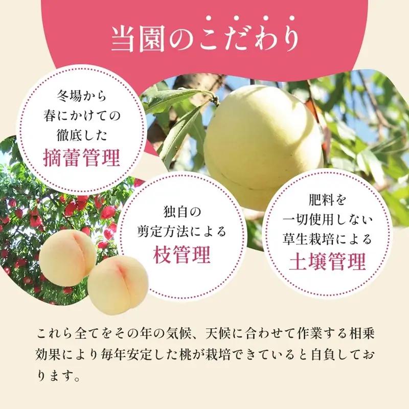 桃 先行予約 清水 白桃 をお届け 3玉約900g 糖度12度以上 もも モモ 岡山県 赤磐市産 フルーツ 果物 桃