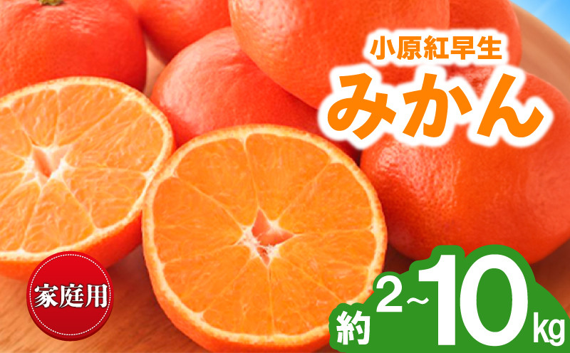 
            先行予約 みかん 蜜柑 約2kg 3kg 5kg 10kg 小原紅早生 小原紅早生みかん 柑橘 オレンジ 果物 フルーツ 果実 旬 家庭用 11月下旬～12月下旬 配送 香川県 丸亀市
          