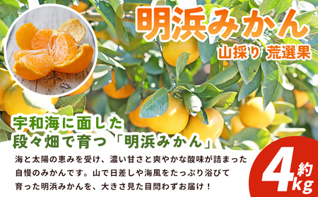 【先行予約】＜西予の美味しい柑橘セレクト（ご家庭用）／明浜みかん 山採り 荒選果（約4kg）＞ 果物 くだもの フルーツ 蜜柑 みかん ミカン 柑橘 ご家庭用 温州みかん 食べて応援 国産 愛媛県産 