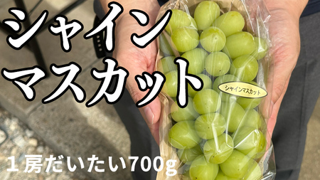 【 藤澤ブドウ園 】 こだわり の シャインマスカット 1房 約700g 2025年産 先行予約 ぶどう ブドウ 葡萄 フルーツ [AH005ci]