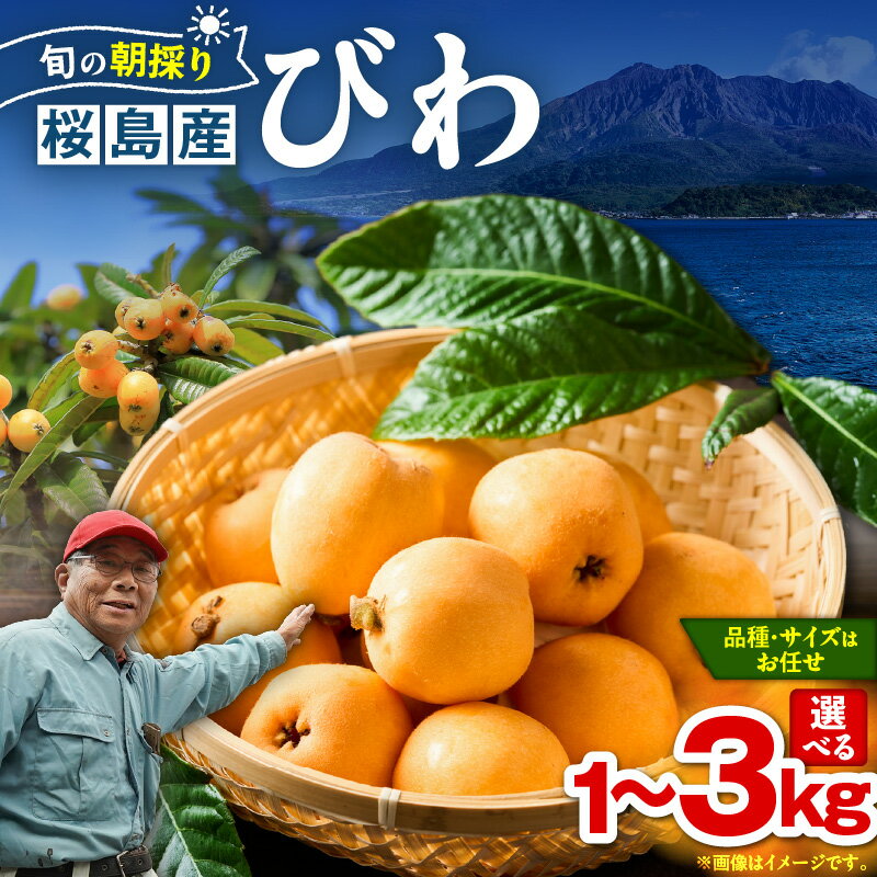 【ふるさと納税】【期間限定】＜選べる＞旬の朝採り 鹿児島 桜島産 びわ 1箱～3箱 秀品 枇杷 ビワ 果物 フルーツ 果実 鮮度重視 露地栽培 美味しい 甘い デザート 季節品 限定 数量限定 なつたより 長崎早生 吉原果樹園 鹿児島 おすすめ ランキング プレゼント ギフト