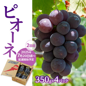 福岡ぶどう定期便【全3回】ぶどう食べ比べ便　JAふくおか八女からお届け！！　002-T002