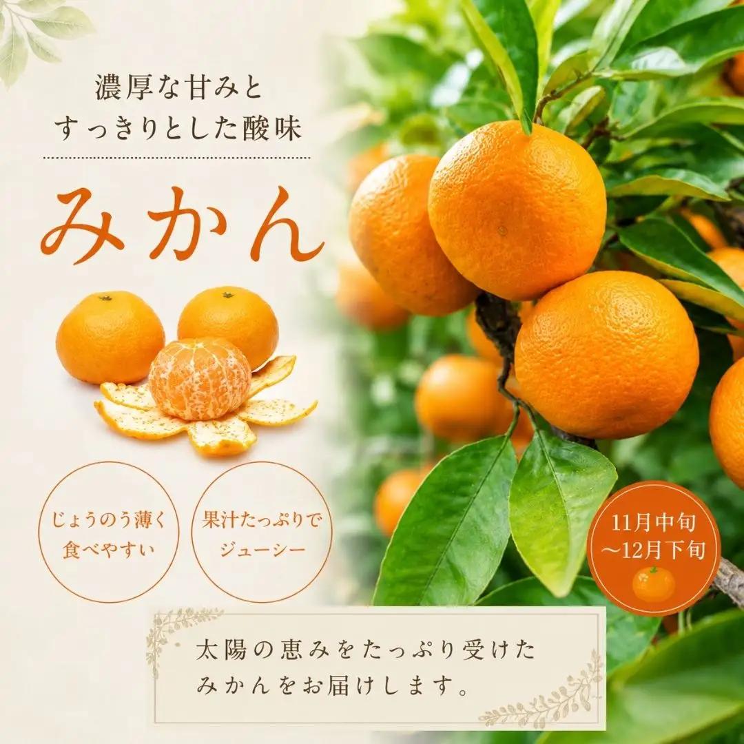 旬の特選フルーツ定期便 全3回 | フルーツ