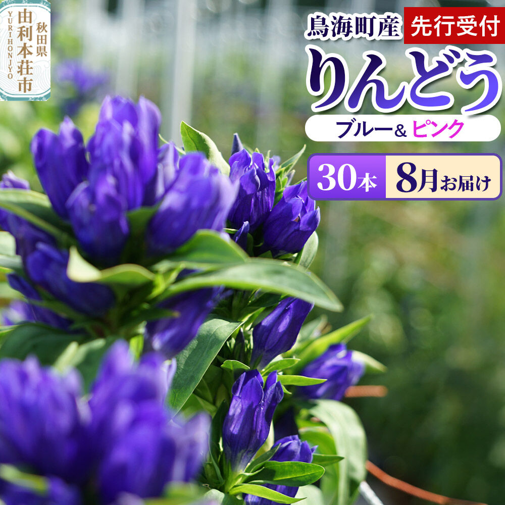 《先行受付》【8月お届け】鳥海町産 りんどう 30本 ブルー ピンク [りんどう リンドウ 竜胆 花 生花 仏花 切り花 ギフト 贈答 インテリア フラワー 秋田県 由利本荘市 鳥海町産]