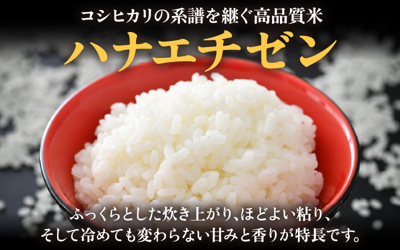 【先行予約】【令和8年産 新米】【一等米】 定期便 ≪6ヶ月連続お届け≫ エコ栽培ハナエチゼン 精米 10kg×6回（計60kg）／ 鮮度抜群 福井県産 はなえちぜん ご飯 新鮮 白米 ※2026年9