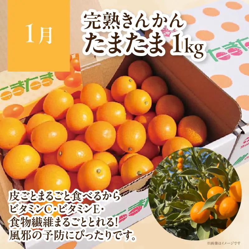 【4ヶ月定期便】 JA綾町 いつでもフルーツ定期便 《きんかん／日向夏／マンゴー／ライチ》 果物 フルーツ くだもの 柑橘 完熟きんかんたまたま 種なし 完熟マンゴー おすすめ おすそ分け おやつ ス