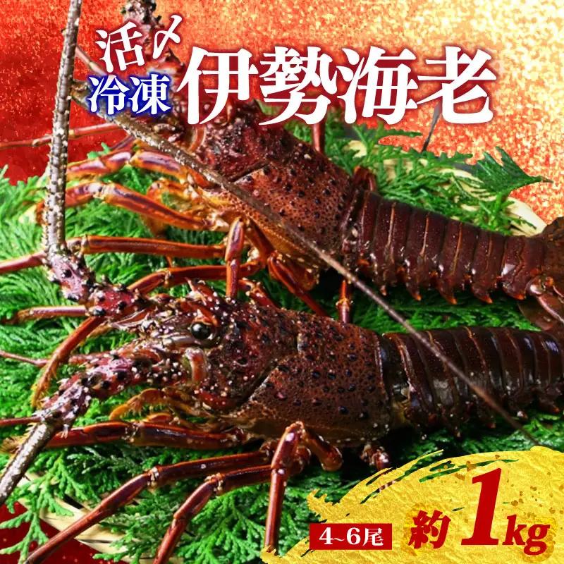 【冷凍】 伊勢海老 4尾 ～ 6尾 約 1kg 活〆 山藤 えび 海老 ebi いせえび 伊勢えび 伊勢 魚 魚介 海鮮 海産物 海 特産品 うま味 旨味 海の幸 アウトドア BBQ 刺身 炭火焼 産地直送 国産 三重 南伊勢 伊勢志摩