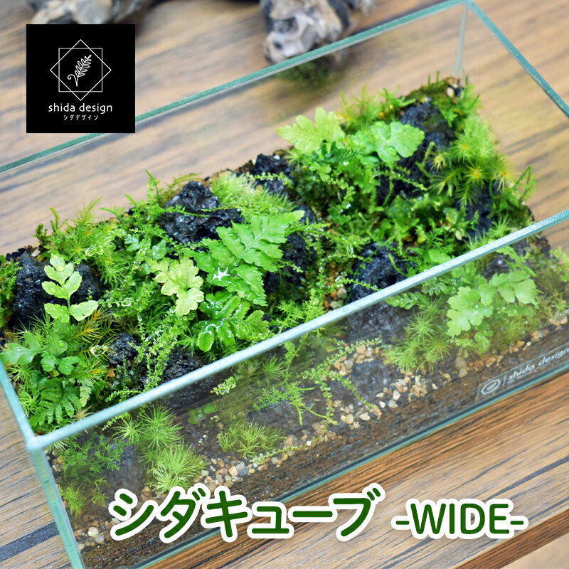 【ふるさと納税】シダのテラリウム作品「シダキューブ -WIDE-」　 植物 インテリア 癒し グリーンインテリア グリーンアイテム 観葉植物 植物育成用LEDライト付き