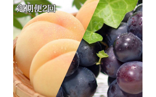 【定期便2回】白桃 5～7玉 約1.2kg（7月発送）・ ニューピオーネ 2房 約950g（9月発送）【定期便 白桃 桃 もも モモ ニューピオーネ 葡萄 ぶどう ブドウ 果物 フルーツ 岡山県 岡山市 おすすめ 人気】