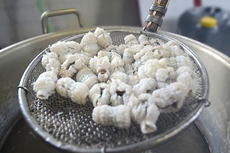 のぞみ 湯引 はも 350g 【2026年5月上旬から12月上旬発送予定】