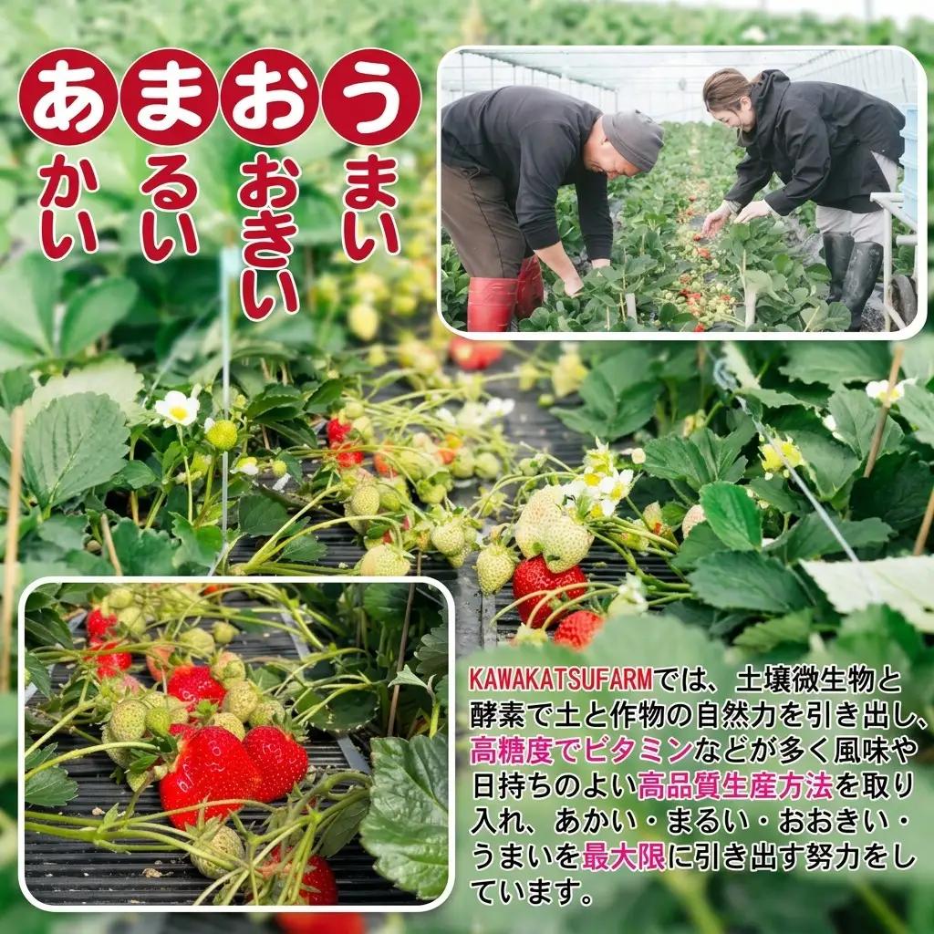 あまおう M～L 約1.04kg 約260g×4パックあまおう 果物 苺