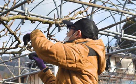 【2026年先行予約】新高梨 上級品 3-6玉 (岡山県産)【KF-C002-01】