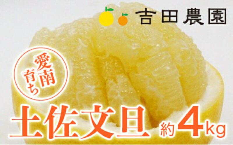 【ふるさと納税】 数量限定 先行予約 土佐文旦 4kg 8000円 みかん 文旦 ぶんたん 国産 産地直送 農家直送 期間限定 ビタミン 特産品 人気 さわやか 甘い フルーツ 果物 果実 柑橘 蜜柑 おいしい 愛媛 みかん ブランド ゼリー ジュース マーマレード 吉田農園 愛南町 愛媛県
