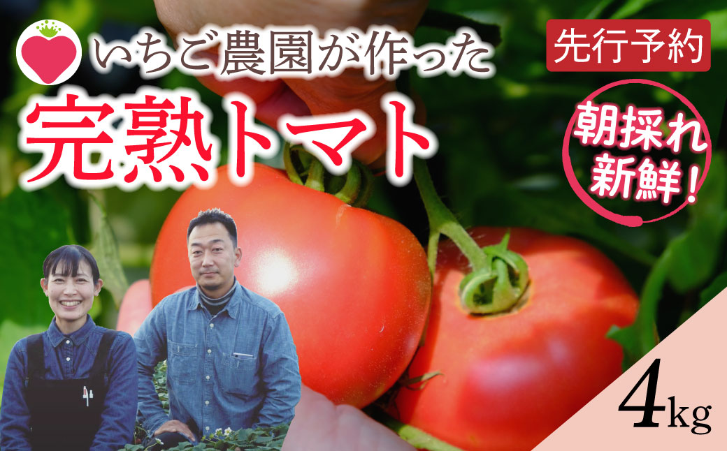 【 先行予約 】朝採り完熟 トマト 4kg 1箱 大玉 7月発送 新鮮 野菜 農家直送 おすすめ おいしい 福島県 田村市 田村 がもう農園　N032-003