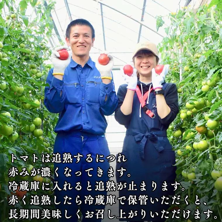 《 2027年 収穫分 》2～6月配送 スーパーフルーツトマト 大箱 約2.6kg × 2箱 (20～35玉/1箱) 糖度9度以上 先行予約 茨城県 桜川市 KEK 国産 トマト フルーツトマト ブラ