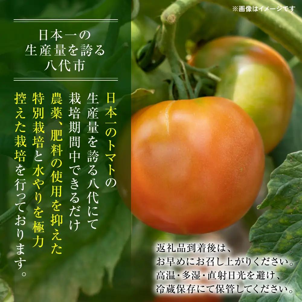 トマト 【先行予約】 訳ありトマト 約2kg 【2027年4月中旬より順次発送】 トマト