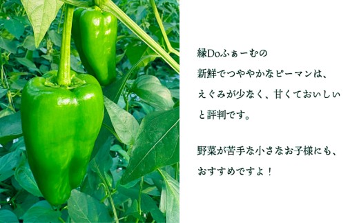 宮崎県高原町産ピーマン2kg（約40～45個）　[国産 九州産 炒め物 焼肉 BBQ 肉詰め 天ぷら 中華 10000円以下]  TF0919ｰP00082
