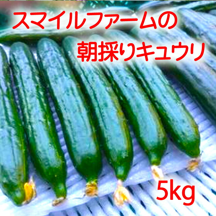 【ふるさと納税】朝採りきゆうり5kg 水郷野菜 水郷ブランド農産物