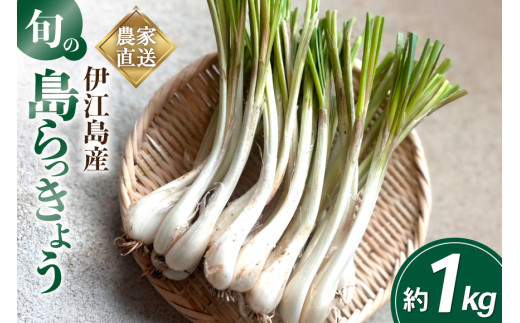 【期間限定発送】島らっきょう 生 約 1kg [畑シンカ 沖縄県 伊江村 ie47bde250000] 島ラッキョウ しまらっきょう 野菜 やさい 浅漬け 漬物 らっきょうみそ