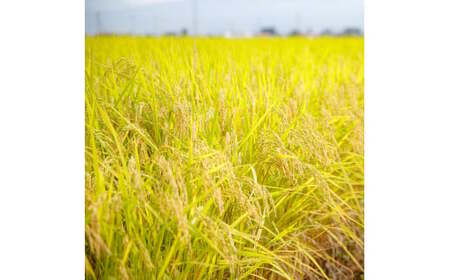 51-A　会津坂下産 特別栽培米　コシヒカリ20kg【白米】